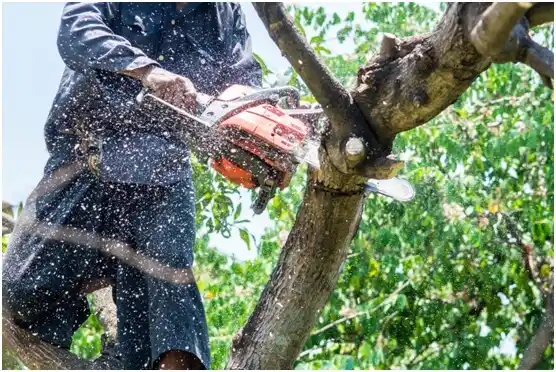 tree services Lake Madison